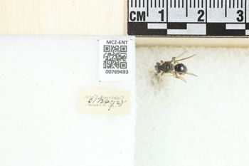 Media type: image;   Entomology 769493 Aspect: Labels